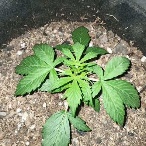 Blueberry growlog timeline photo
