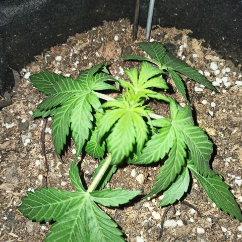 Think different growlog timeline photo