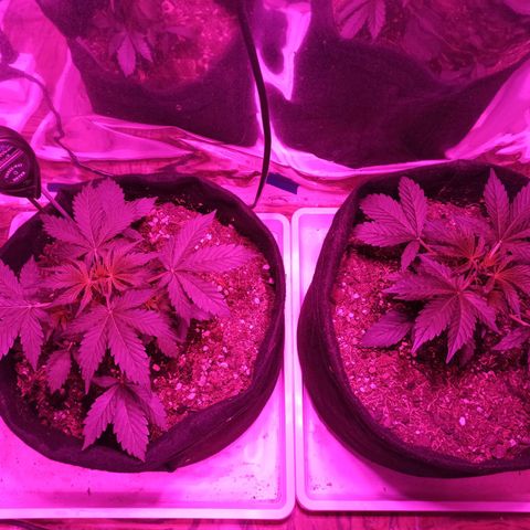 confidencial medicine growlog timeline photo