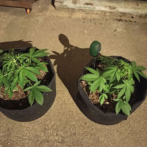Blueberry growlog timeline photo