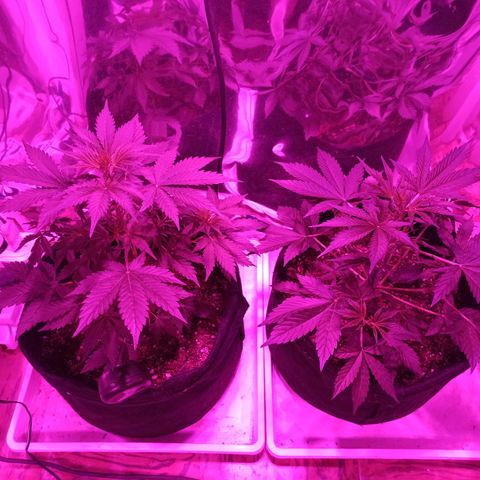 Blueberry growlog timeline photo