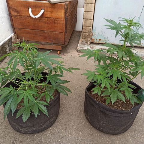 Blueberry growlog timeline photo