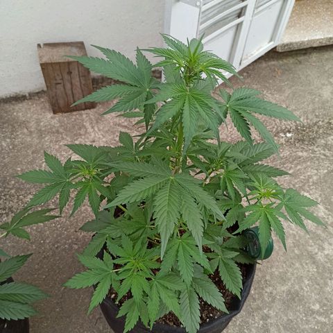Think different growlog timeline photo