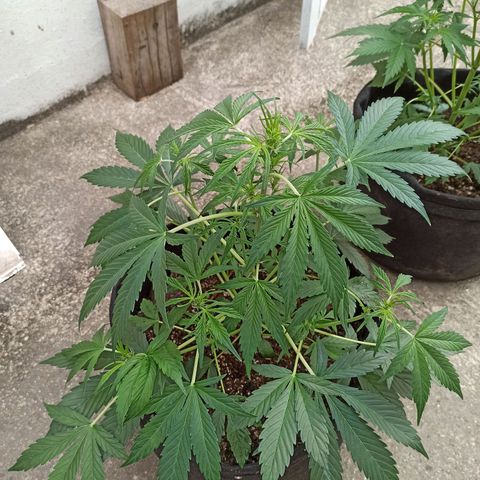 Blueberry growlog timeline photo