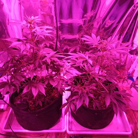 Blueberry growlog timeline photo