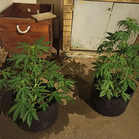 Blueberry growlog timeline photo