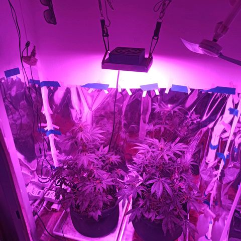 Blueberry growlog timeline photo