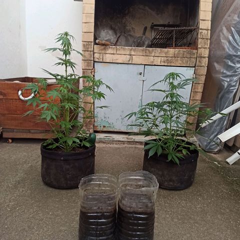 Blueberry growlog timeline photo