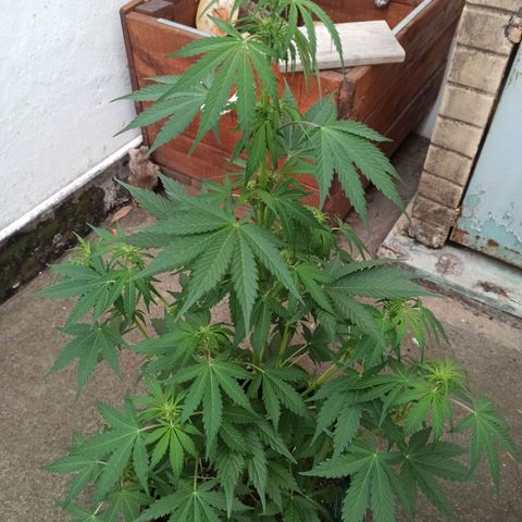 Think different growlog timeline photo