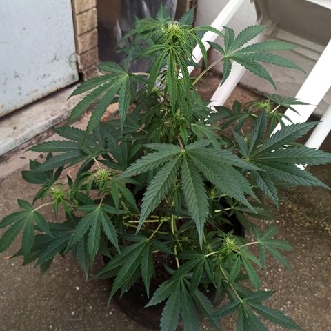Blueberry growlog timeline photo
