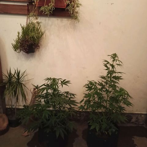 Blueberry growlog timeline photo