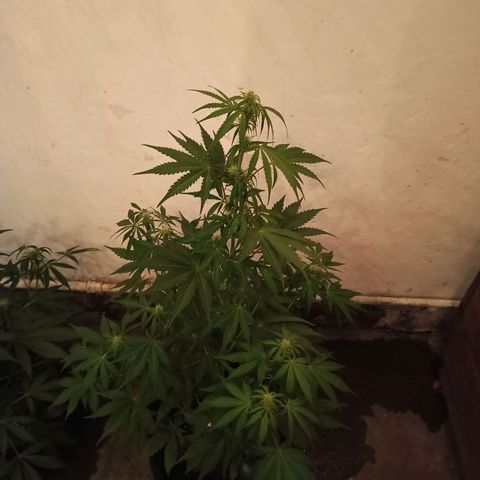Think different growlog timeline photo