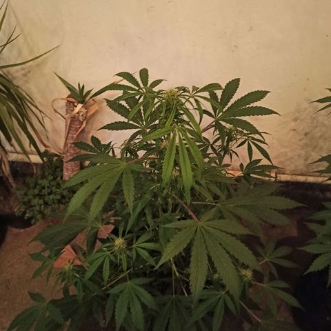 Blueberry growlog timeline photo