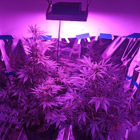 Blueberry growlog timeline photo