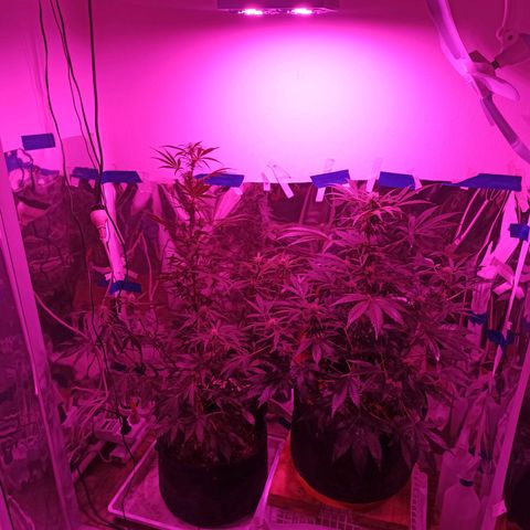 Blueberry growlog timeline photo