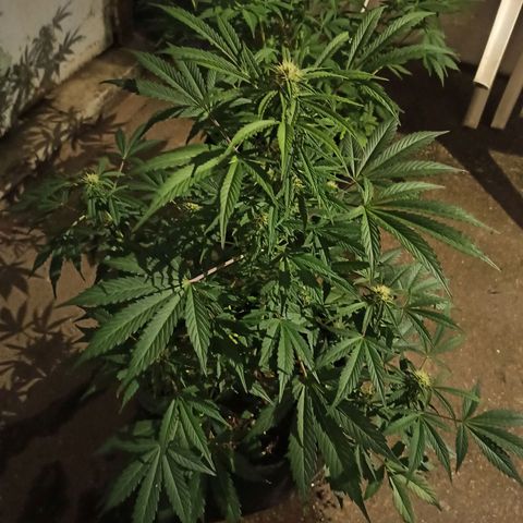 Blueberry growlog timeline photo