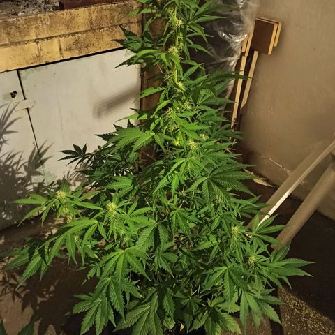 Think different growlog timeline photo