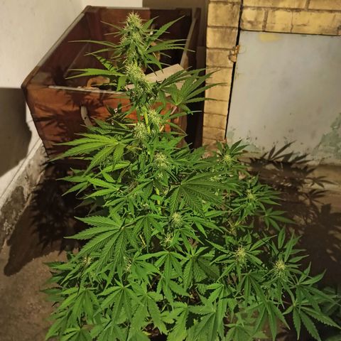 Think different growlog timeline photo
