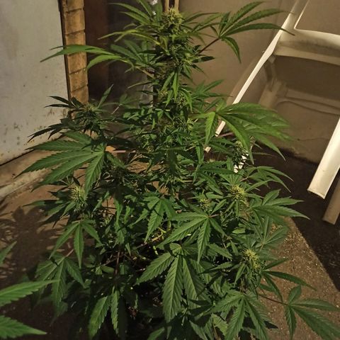 Blueberry growlog timeline photo