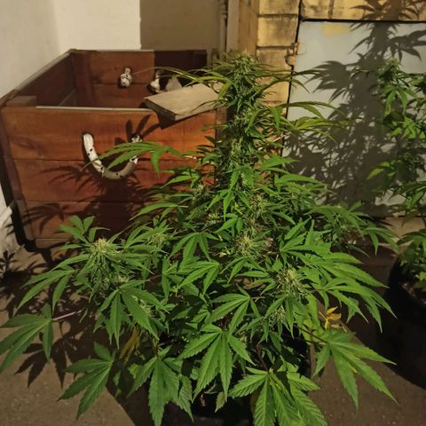 Blueberry growlog timeline photo