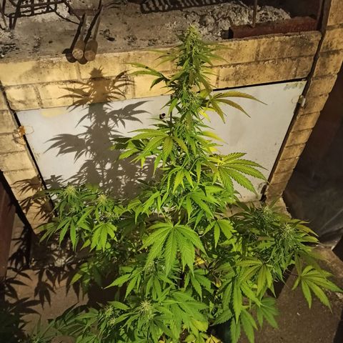 Think different growlog timeline photo