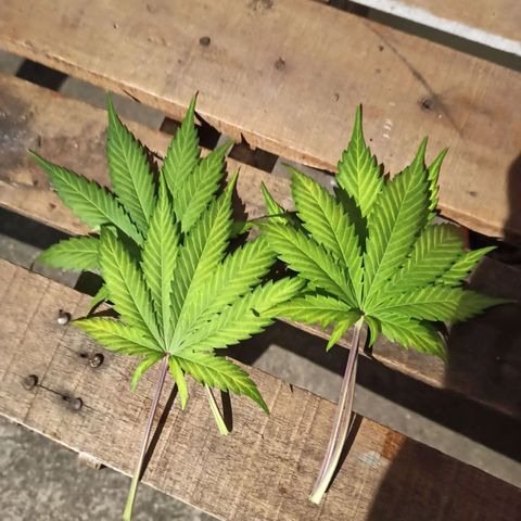 Think different growlog timeline photo