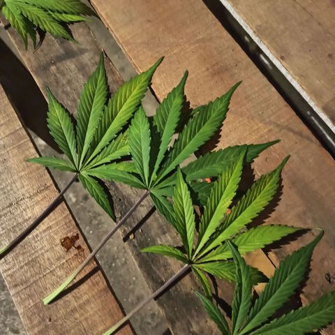 Blueberry growlog timeline photo