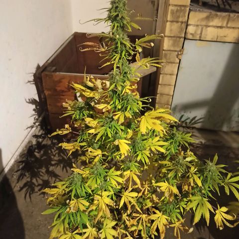 Think different growlog timeline photo