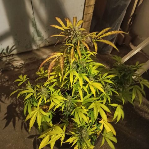 Blueberry growlog timeline photo