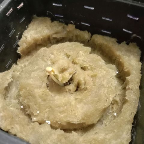 Kali Mist growlog photo: Росток показал себя.