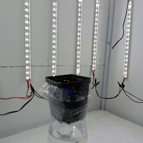 Kali Mist growlog photo: Постоянная боковая подсветка.
На начальной веге  57 ват.
Горшок стоит пока без системы. Семя должна прожить на своих природных запасах. 