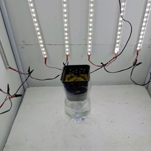 Kali Mist growlog photo: Постоянная боковая подсветка.
На начальной веге  57 ват.
Горшок стоит пока без системы. Семя должна прожить на своих природных запасах. 