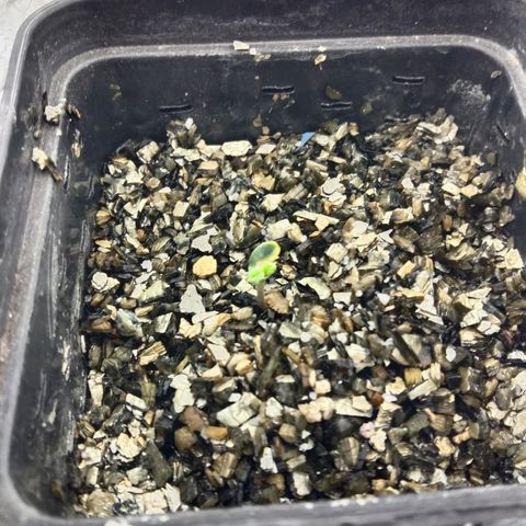 Kali Mist growlog timeline photo