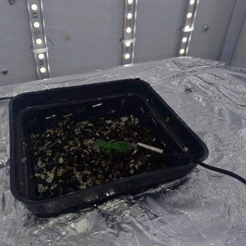 Kali Mist growlog photo: Ростение визуально растёт. Корни без изменений. Возможно надо простимульровать корневую систему.
Аппаратура электроники работает без збоя.
