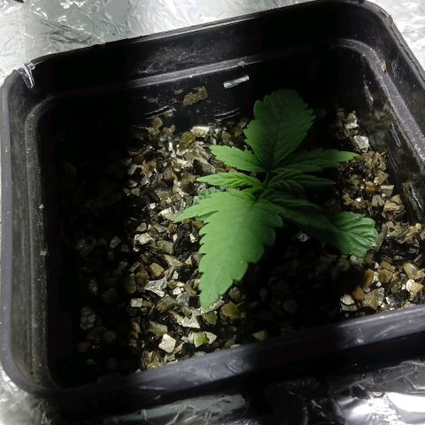 Kali Mist growlog timeline photo