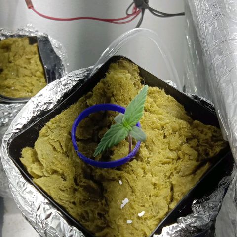  Auto Kush growlog timeline photo