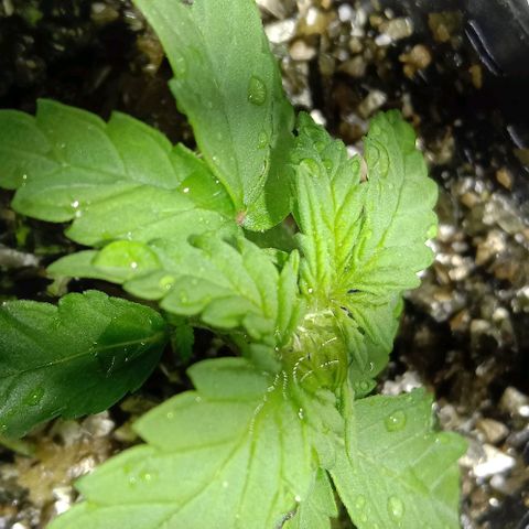 Kali Mist growlog timeline photo