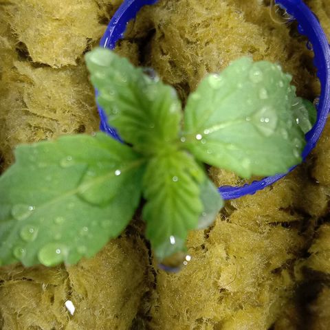  Auto Kush growlog timeline photo