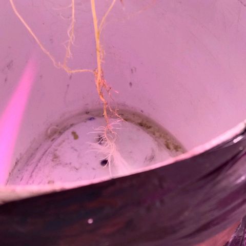  Auto Kush growlog photo: Слабая форсунка. Бёт в одну сторону. Минвата позеленели.