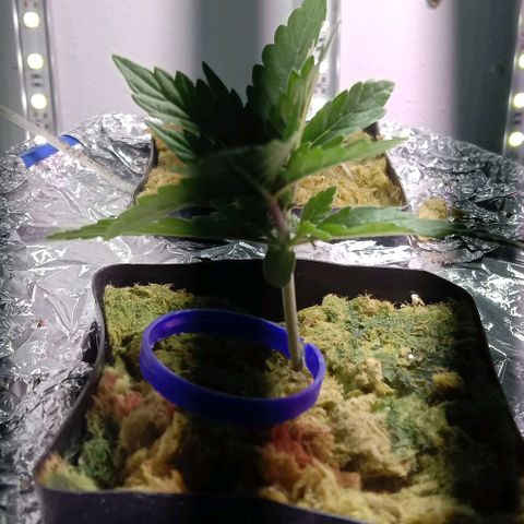  Auto Kush growlog photo: Радует ростом.