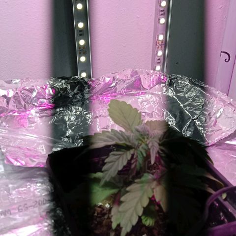 Kali Mist growlog photo: Из за начального стресса, отстаёт в росте.