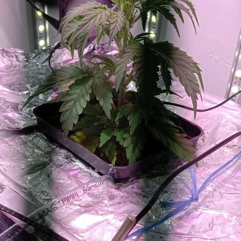 Kali Mist growlog timeline photo