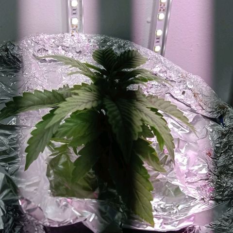  Auto Kush growlog timeline photo