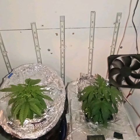 Kali Mist growlog photo: Тепличка, обогреватель помощь в обслуживание гроубокса