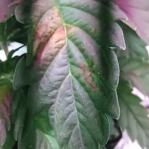 Kali Mist growlog photo: Траблы. После добавки хелактными под корень. Давать только по листу.