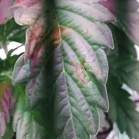 Kali Mist growlog photo: Траблы. После добавки хелактными под корень. Давать только по листу.