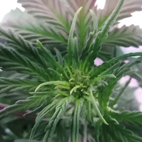 Kali Mist growlog photo: Внешний вид вроде как норм 

