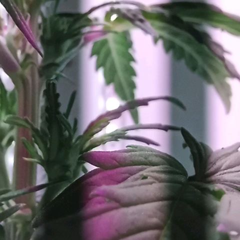 Kali Mist growlog photo: Внешний вид вроде как норм 
