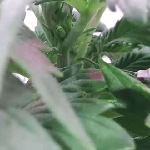  Auto Kush growlog timeline photo