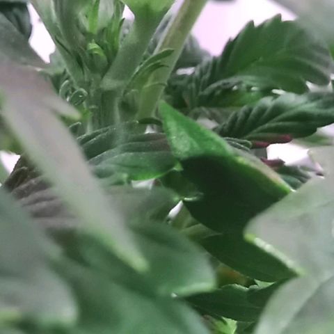  Auto Kush growlog timeline photo